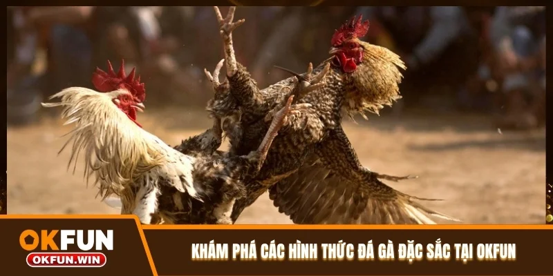Khám phá các hình thức đá gà đặc sắc tại OKFUN